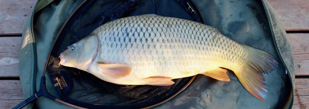 a nap legszebb pontya volt az elkövető