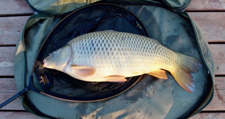 a nap legszebb pontya volt az elkövető