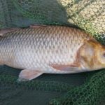 FB_IMG_1508827189231