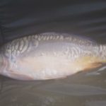 FB_IMG_1508827194161