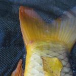 FB_IMG_1508827833854