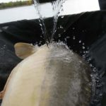 FB_IMG_1508827836366