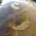 FB_IMG_1508827843600